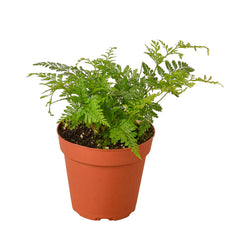 Rabbit's Foot Fern live houseplant