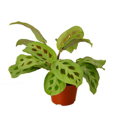 Maranta 'Leuconeura' live houseplant