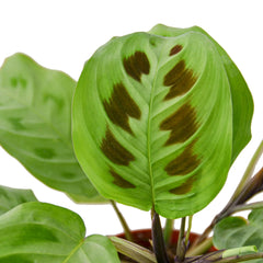 Maranta 'Leuconeura' - photo 2