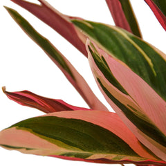 Stromanthe Triostar - photo 2