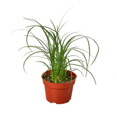Palm Ponytail live houseplant