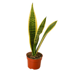 Snake Plant Laurentii live houseplant