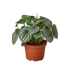 Peperomia 'Frost' live houseplant