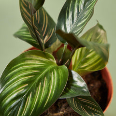 Calathea 'Beauty Star' - photo 2