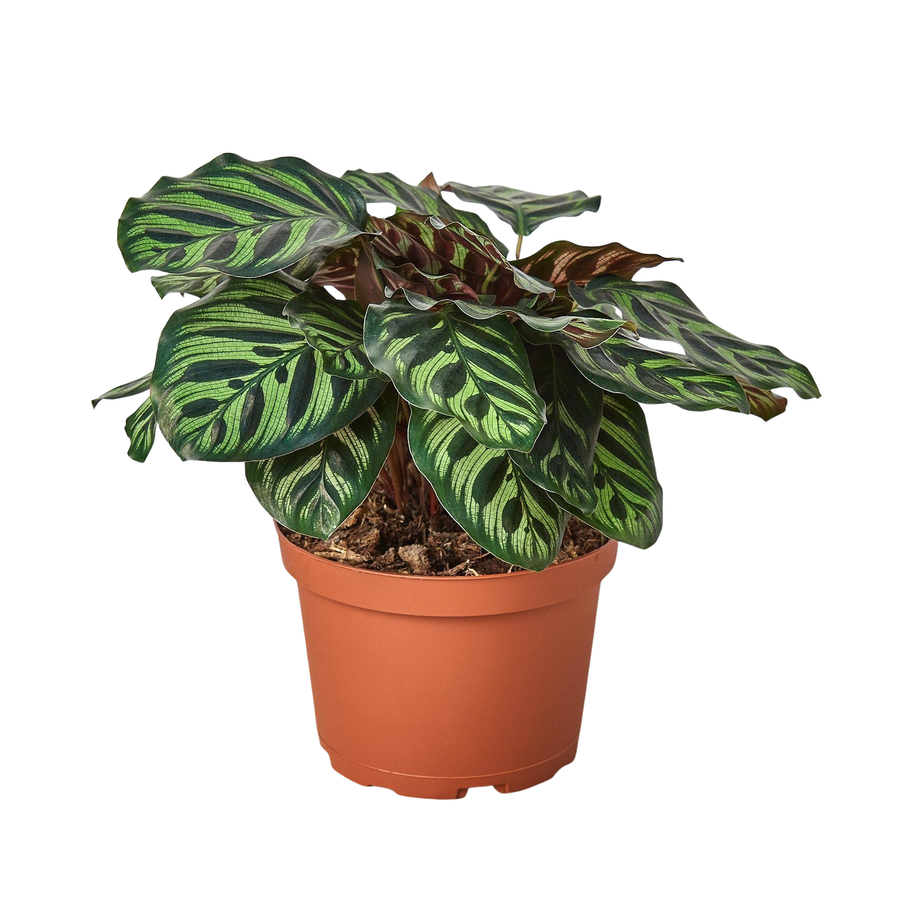 Calathea 'Makoyana' live houseplant