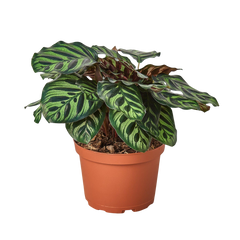 Calathea 'Makoyana' live houseplant