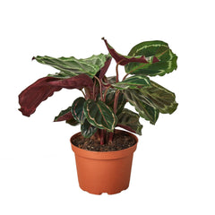 Calathea Roseopicta 'Medallion' - photo 2