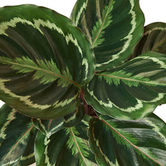 Calathea Roseopicta 'Medallion' - photo 4