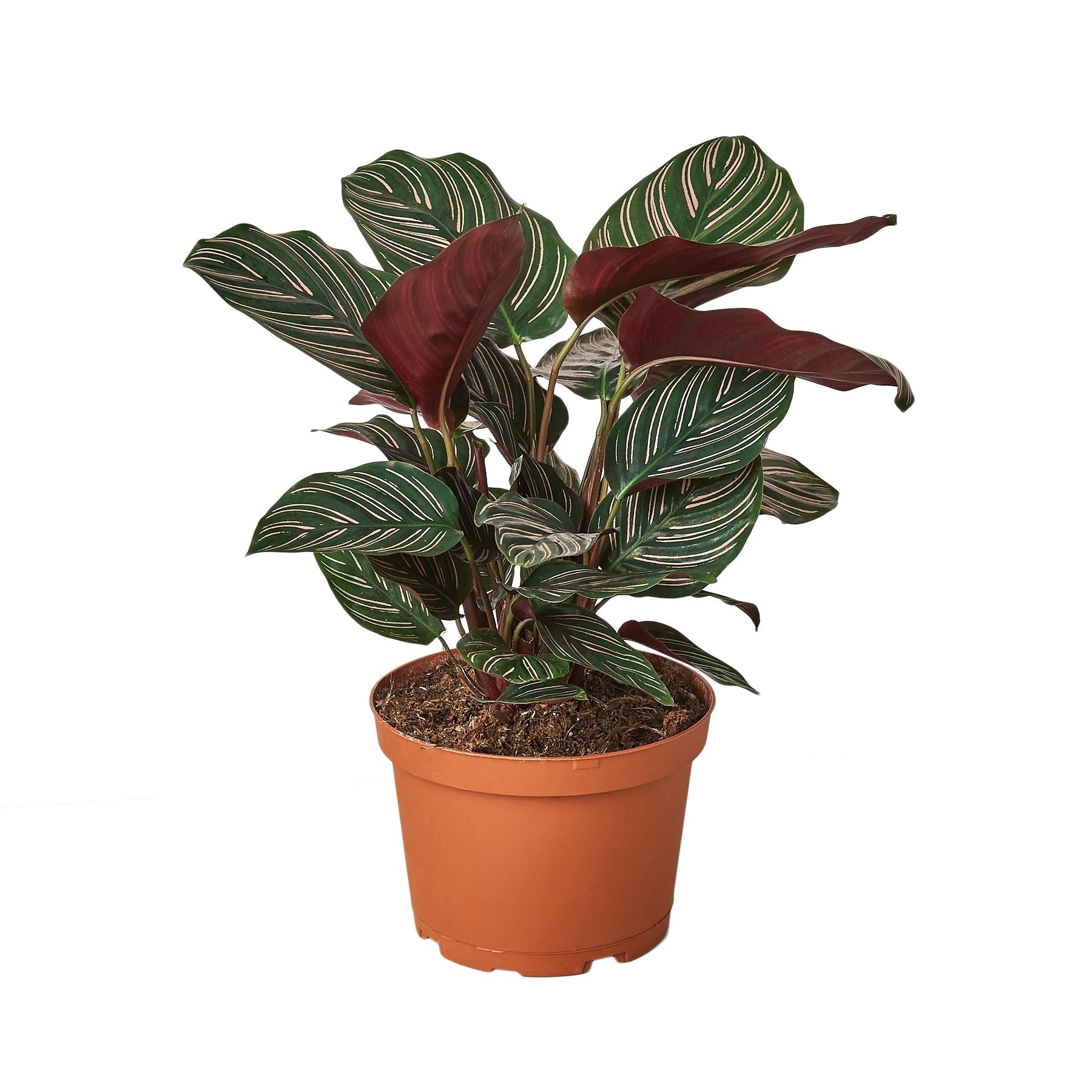 Calathea 'Ornata' - 6" Pot live houseplant