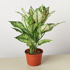 Chinese Evergreen 'First Diamond' live houseplant