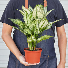 Chinese Evergreen 'First Diamond' - photo 3
