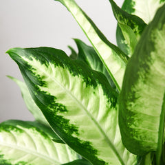Dieffenbachia Camille - photo 2