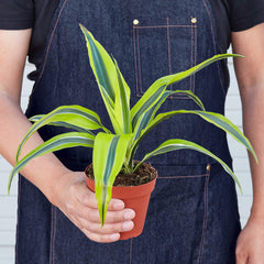 Dracaena 'Lemon Lime' - photo 3