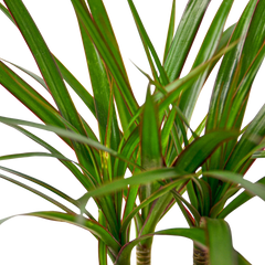 Dracaena 'Marginata Cane' - photo 2