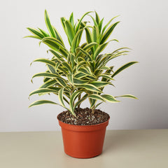Dracaena Song of India - photo 3