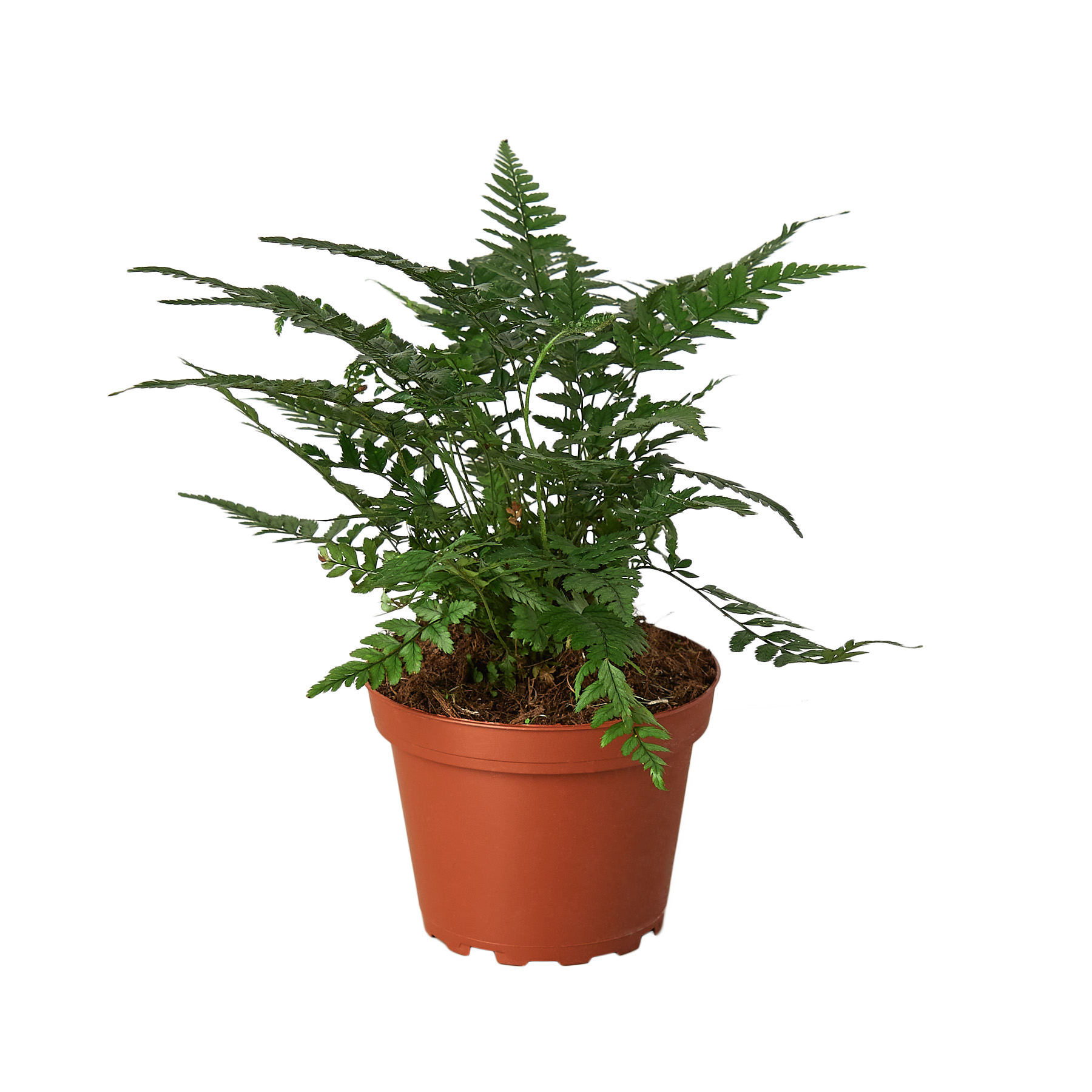 'Korean Rock' Fern - part of the Pet-Safe Trio
