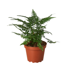 'Korean Rock' Fern - part of the Pet-Safe Trio