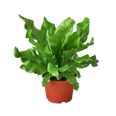 Bird's Nest 'Nidus' Fern - photo 3