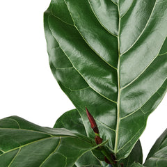 Ficus Lyrata 'Fiddle Leaf Fig' - photo 2