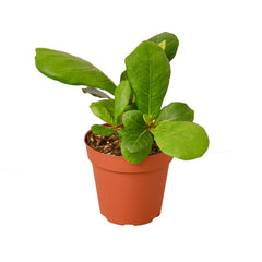 Ficus Lyrata 'Fiddle Leaf Fig' - photo 4