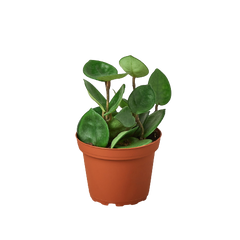 Hoya Carnosa 'Chelsea' live houseplant
