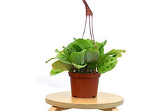 Maranta 'Leuconeura' - photo 4