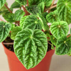 Peperomia 'Ripple' - photo 2