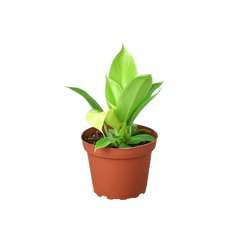 Philodendron 'Moonlight' live houseplant
