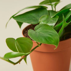 Philodendron Cordatum Heartleaf - photo 2