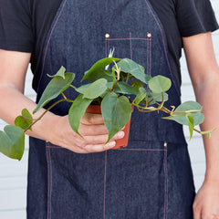 Philodendron Cordatum Heartleaf - photo 3