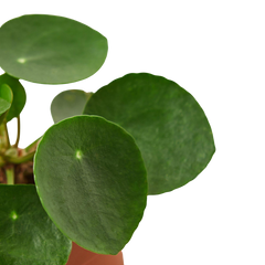 Pilea Peperomioides 'Chinese Money' - photo 3