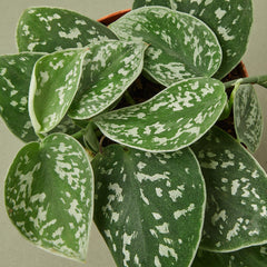 Pothos 'Satin' - photo 2