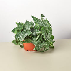 Pothos 'Satin' - photo 4