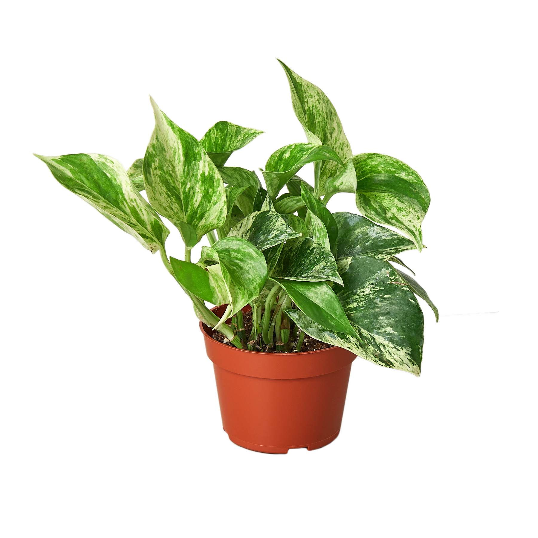 Pothos 'Marble Queen' live houseplant