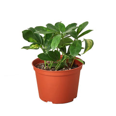 Schefflera Variegated - photo 4