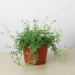 Succulent 'String of Dolphins' - photo 4