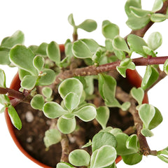 Succulent 'Rainbow Elephant Bush' - photo 2