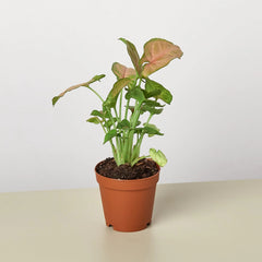 Syngonium Strawberry - photo 3