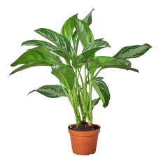Chinese Evergreen 'Silver Bay' - photo 3