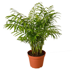 Parlor Palm live houseplant