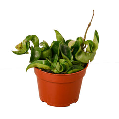 Hoya Rope Plant - photo 2