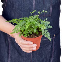 Austral Gem Fern - photo 3