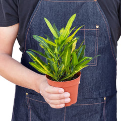 Croton 'Sunny Star' - photo 3