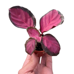Calathea 'Purple Rose' - photo 4