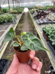 Philodendron 'Billietiae' - photo 2