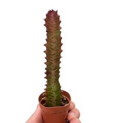 Succulent Euphorbia 'Trigona Rubra' live houseplant