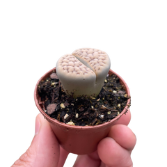 Lithop Living Stone live houseplant