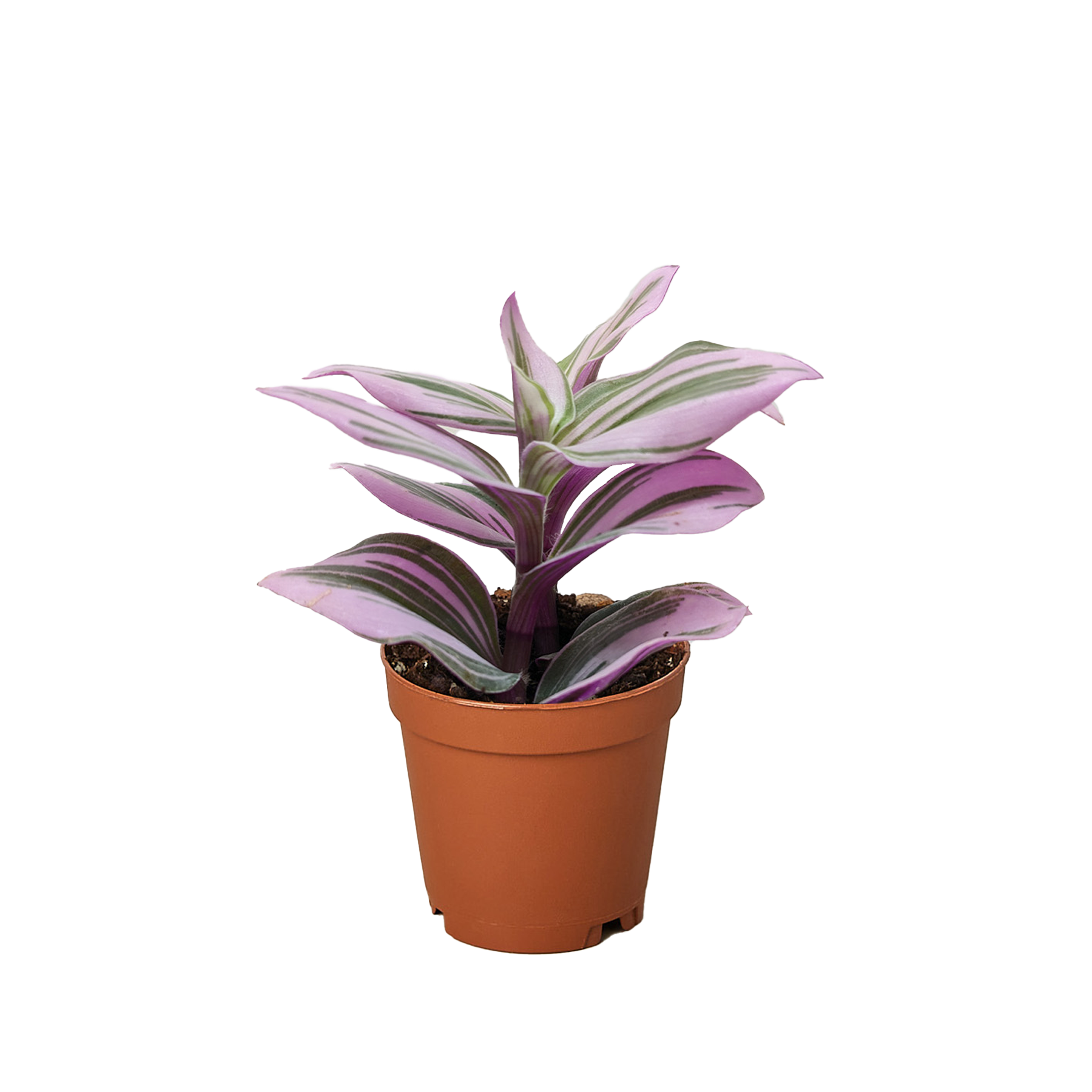 Tradescantia 'Nanouk' live houseplant