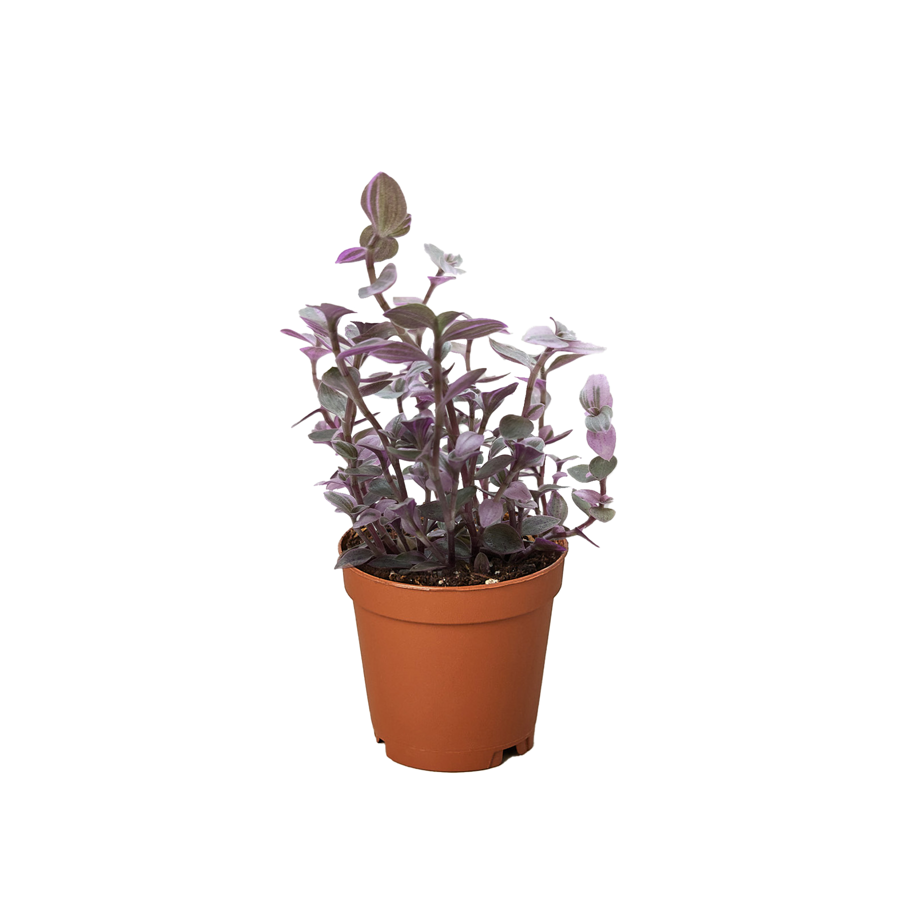 Tradescantia Callisia 'Pink Panther' live houseplant