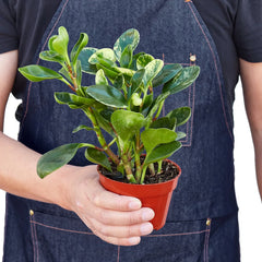 Peperomia 'Marble' - photo 3